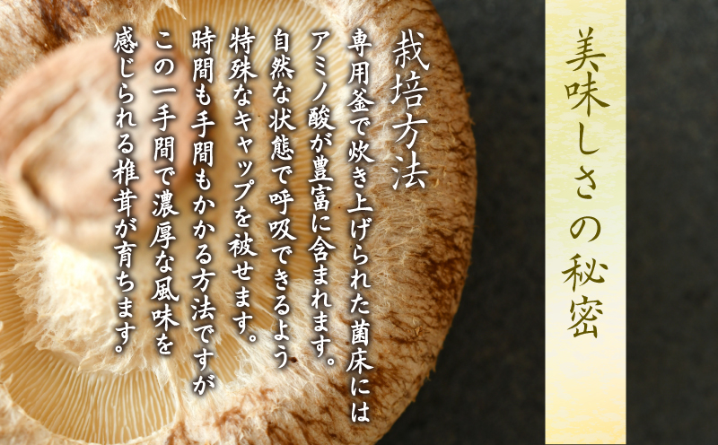 しいたけ 1kg 冷蔵 椎茸 しいたけ きのこ 肉厚 濃厚 家庭用 おかず