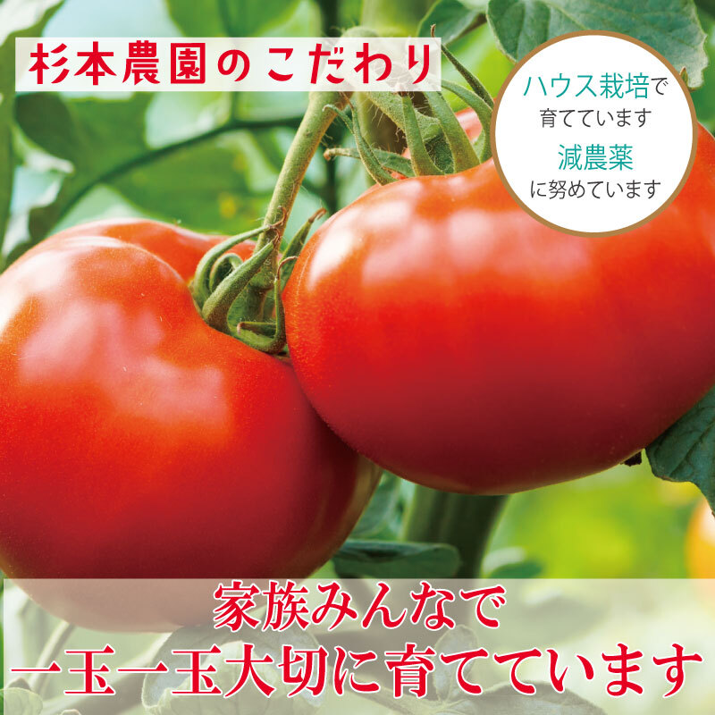 【訳あり】 【2027年3月発送】 トマト 3kg 桃太郎 先行予約  甘い 野菜 やさい 国産 産地直送 数量限定 旬 桃太郎トマト 生野菜 新鮮 ソース 調味料 ケチャップ サラダ 美容 新鮮 健康 お取り寄せ グルメ おすすめ 人気 徳島県 小松島市
