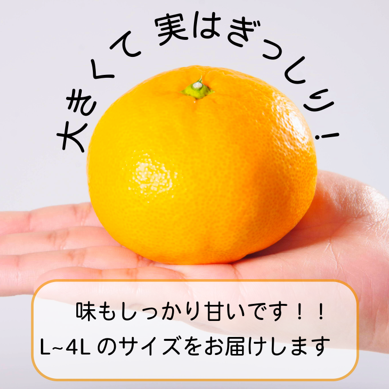 【2026年11月発送】みかん 大玉 温州みかん 10kg L~4Lサイズ みかん 蜜柑 ミカン オレンジ フルーツ ふるーつ 果物 くだもの 小松島市