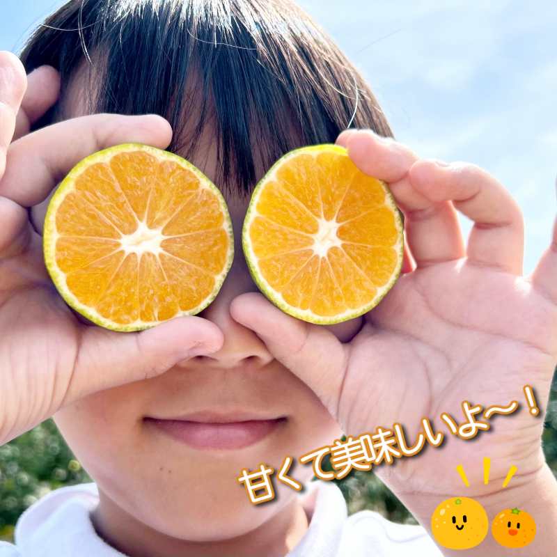 温州みかんと柑橘おまけセット 5kg 2025年10月順次発送 みかん ミカン 蜜柑 甘い フルーツ 柑橘 ジュース ゆず レモン 小松島市