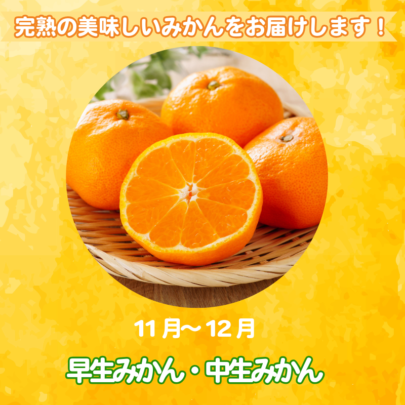 【2025年11月順次発送】 訳あり みかん 温州みかん10kg（10kg+傷み保証500g） ミカン 蜜柑 甘い フルーツ 柑橘 ジュース 小松島市 オススメ 人気 ふるさと納税 5kg 10kg