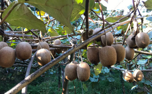 【数量限定】 キウイ 2.5kg みその農園 自然栽培 無農薬 国産 徳島県 ※離島への配送不可 ※2024年12月頃より順次発送予定