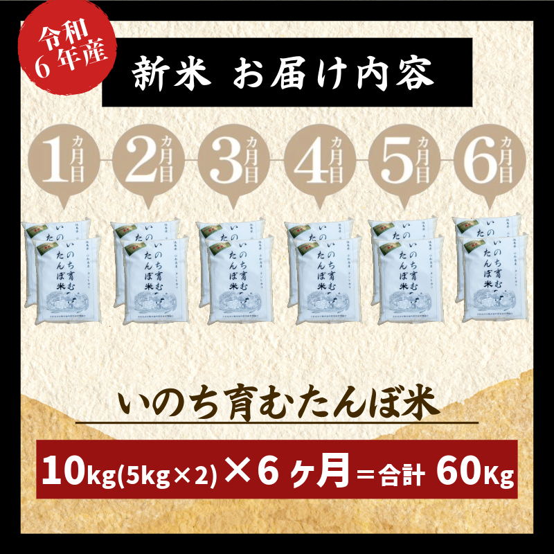 【定期便6回】 玄米 コシヒカリ  計60kg 10kg×6回 定期便 栽培期間中無農薬 ｜ 徳島県 ふるさと納税 新生活 四国 徳島 小松島 新生活 おいしい お米 米 こめ おこめ 国産 限定 ごはん ご飯 ゴハン ふるさと ランキング 人気 安全 安心 栄養 おすすめ 送料無料 国産 TKG 卵かけご飯 おにぎり おむすび いのち育む田んぼ米 生物多様性 【北海道･沖縄･離島への配送不可】