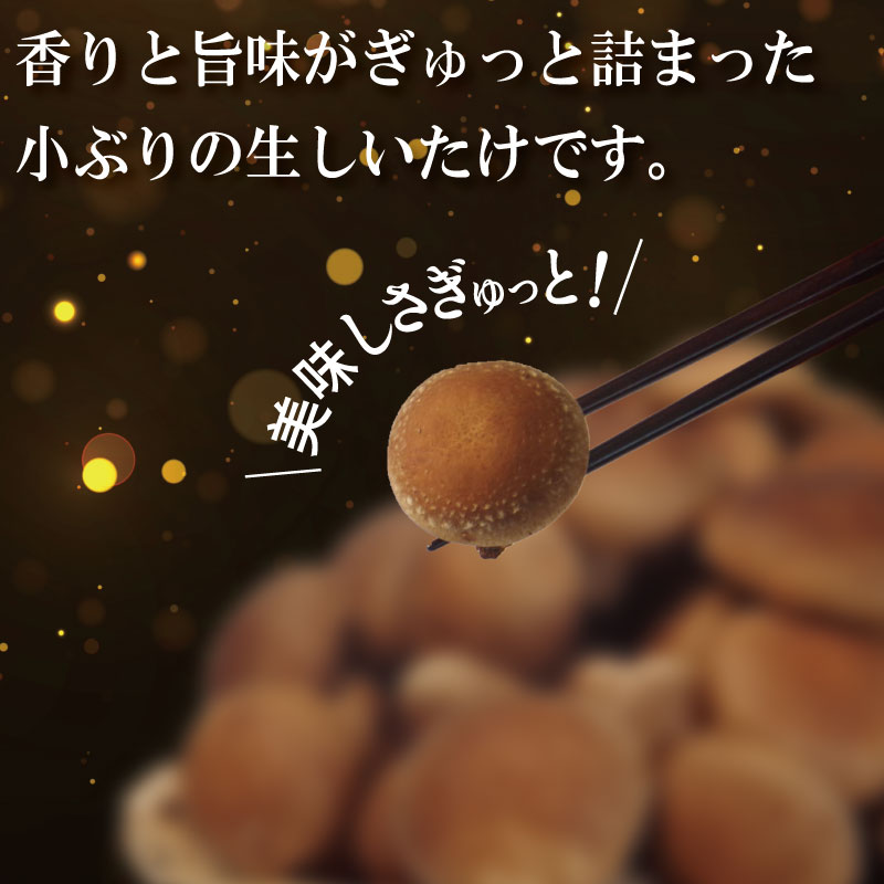 しいたけ 生 1.5kg 250g×6袋 徳島県産 国産 きのこ 茸 菌床椎茸 菌床栽培 菌糸 椎茸 生しいたけ 野菜 産地直送 ビタミンD 食物繊維 グアニル酸 低カロリー 健康 ダイエット 美容 出汁 鍋 煮物 味噌汁 うどん 徳島 小松島