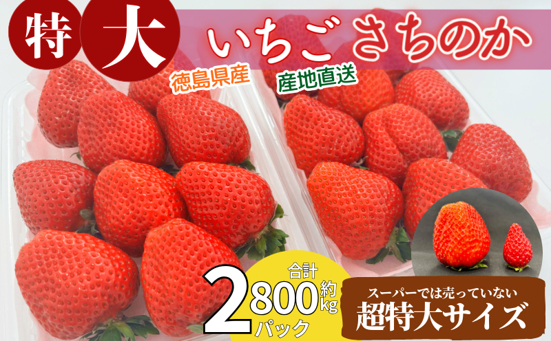 いちご さちのか 大粒 2パック ( 1パック 約400g前後 ) 計約800g前後 ビッグサイズ 特選 朝採れ 産地直送 苺 イチゴ ストロベリー フルーツ 果物 洋菓子 和菓子 スイーツ お菓子 おやつ アイス ケーキ パフェ タルト ゼリー 限定出荷 イチゴ ブランド 大粒 フレッシュ ベリー 甘い おいしい 朝摘み 送料無料 徳島 小松島 【出荷開始】