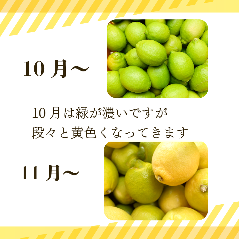 【2026年10月発送】レモン 2kg 秀品  国産 レモン 檸檬 れもん ワックス不使用 防腐剤不使用 柑橘 果汁 フルーツ 果実 徳島 小松島市