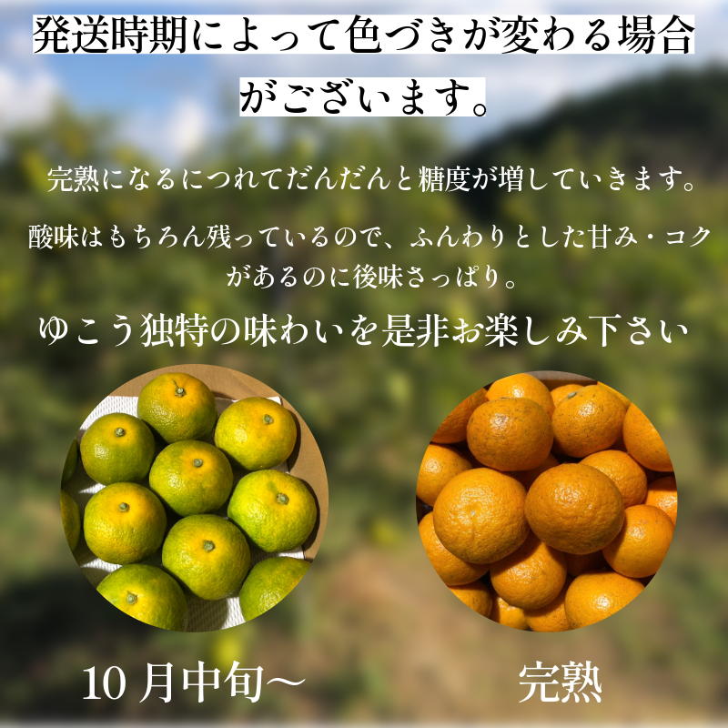 ゆこう 2kg 柑橘 徳島 みかん 柚子 すだち 酢 お酢 果汁 お酒 焼き魚 さっぱり オーガニック ふるさと納税 人気 