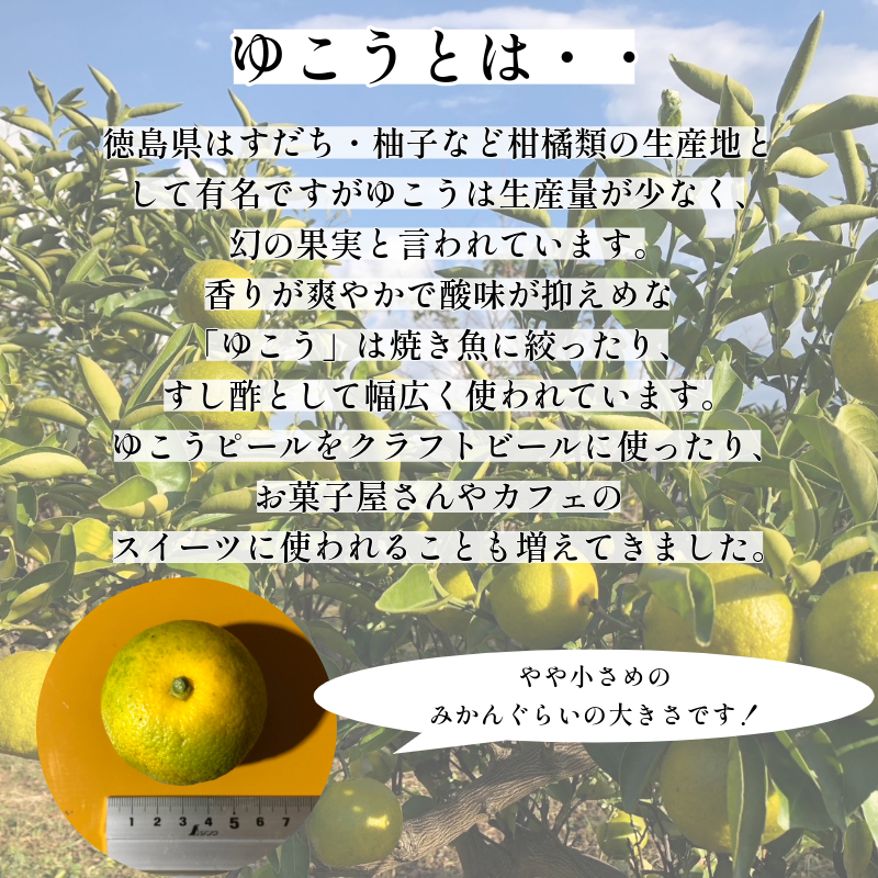 å®çæéŠ ããã 1.5kg ææ© ææ ãã ãã ã¡ ã¿ãã æå ãŠãº ãã€ã〠é
¢ ãé
¢ 寿åžé
¢ æå®é
¢ ææ± ãé
é
ããŒã« ããŒã« ä»ãåã äººæ° å¥åº· çŸå®¹ yukou