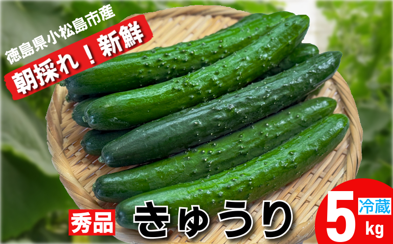 きゅうり 秀品 5㎏以上（54本）新鮮 朝採れ きゅうり 小松島市 野菜 夏野菜 産地直送 5kg 酢の物 胡瓜 キュウリ 送料無料