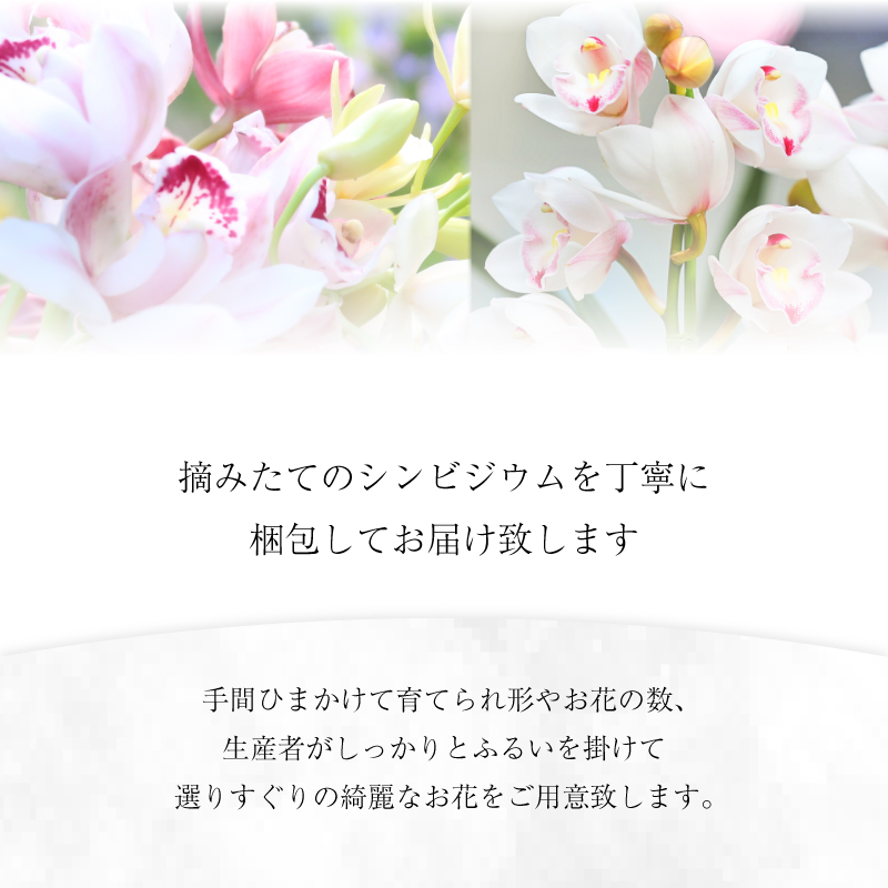 シンビジウム 8～10本 生花 お花 花 シンビジューム 秀品 