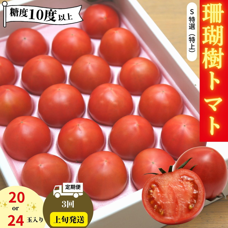 先行予約 定期便 3回 トマト 1kg 珊瑚樹 Sサイズ 糖度 10 甘い トマト フルーツトマト 野菜 やさい 国産 産地直送 旬 新鮮 ソース 調味料 ケチャップ サラダ 美容 健康 お取り寄せ グルメ 贈答 ギフト プレゼント 人気 おすすめ ふるさと納税 冷蔵 送料無料 徳島県 小松島市 有限会社樫山農園 発送：2027年3月上旬～
