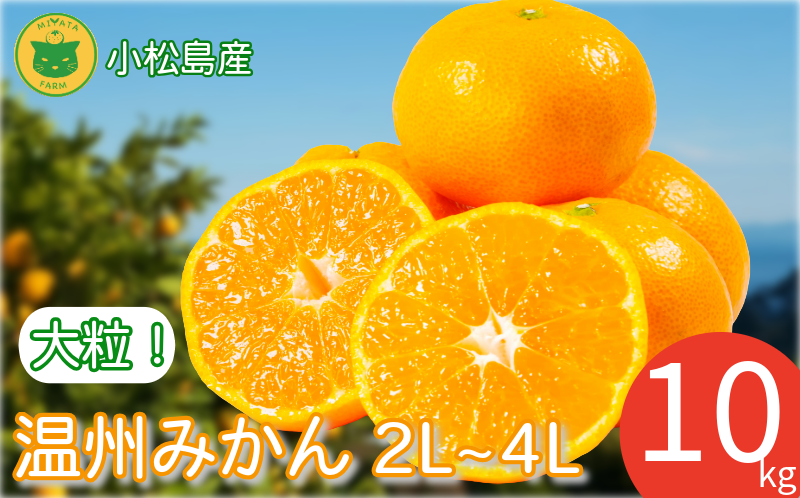 【2026年12月発送】みかん 大玉 温州みかん 10kg 2L~4Lサイズ みかん 蜜柑 ミカン オレンジ フルーツ ふるーつ 果物 くだもの 小松島市