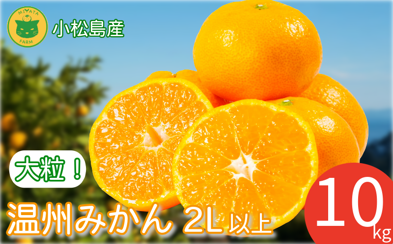 みかん 大玉 温州みかん 10kg 2L以上 みかん 蜜柑 ミカン オレンジ フルーツ ふるーつ 果物 くだもの 小松島市