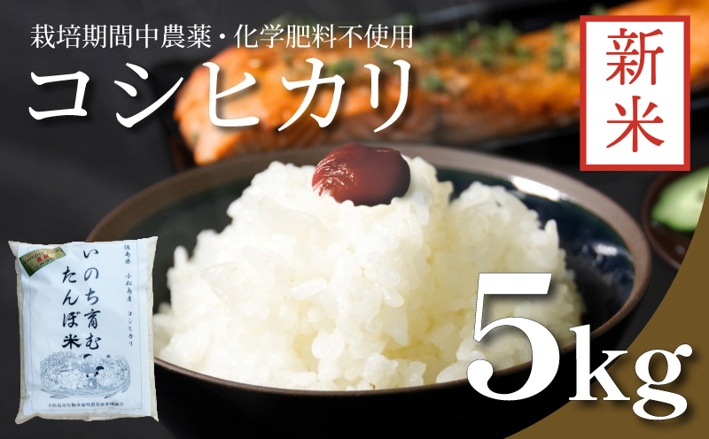 [2024年9月より順次発送] 令和6年産 新米 白米 コシヒカリ 5kg 栽培期間中無農薬 四国 徳島 小松島 米 白米 精米したて ふるさと納税 おいしい kome お米 こめ おこめ こしひかり 白米 精米 国産 限定 ごはん ご飯 白飯 ゴハン ふるさと 安心 安全 人気 コスパ おすすめ 送料無料 国産 TKG 卵かけご飯 おにぎり いのち育む田んぼ米 生物多様性 [北海道・東北・沖縄・離島への発送不可]