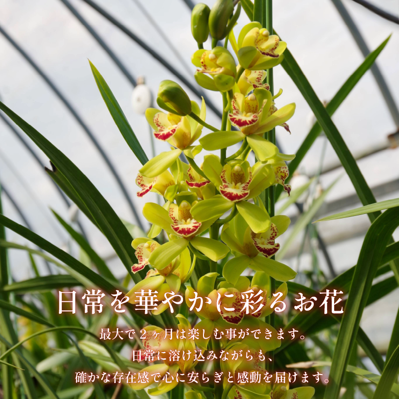シンビジウム 8～10本 生花 お花 花 シンビジューム 秀品 