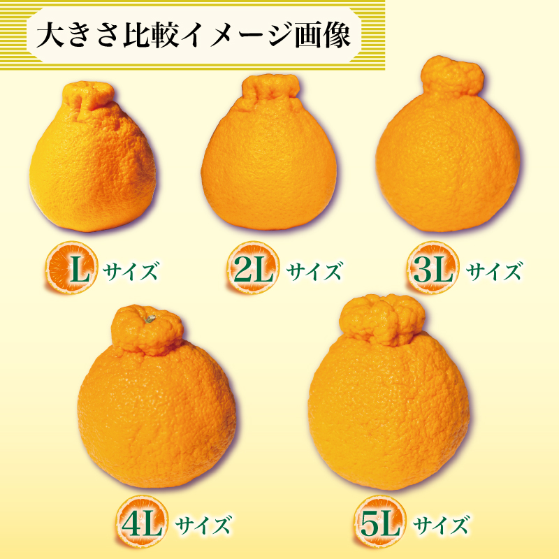 果物 しらぬい 3kg 4Lサイズ 7玉入り 先行予約 令和 7年産 1箱 不知火 柑橘 阿波市産