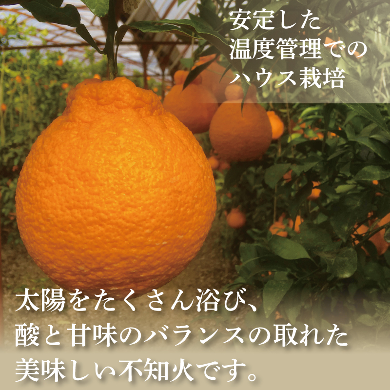 訳あり 果物 しらぬい 5kg L ～ 2L 混合 サイズ不揃い 先行予約 令和 7年産 1箱 不知火 柑橘 阿波市産