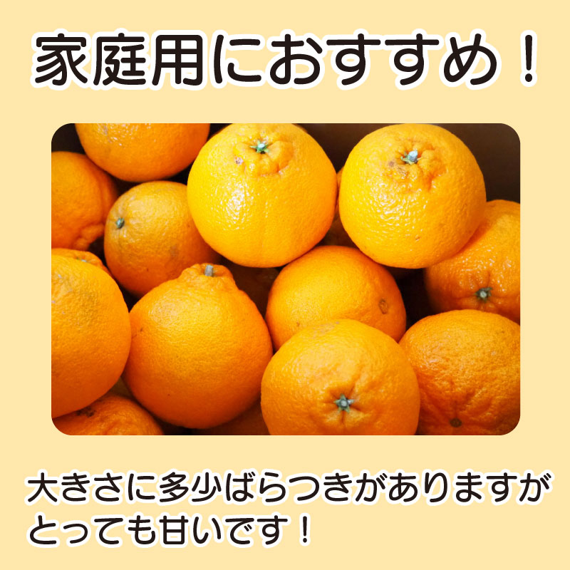 訳あり 果物 しらぬい 3kg L ～ 2L 混合 サイズ不揃い 先行予約 令和 7年産 1箱 不知火 柑橘 阿波市産