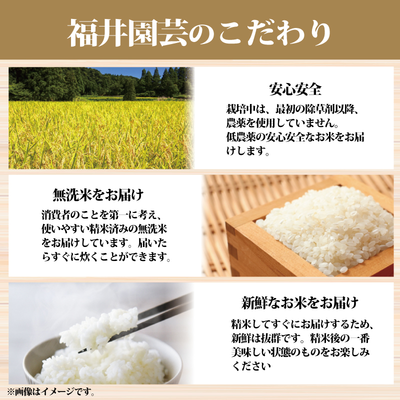 米 5kg 令和6年度産 コシヒカリ こしひかり 精米済み 無洗米 ご飯 ごはん 白米 玄米 米5kg 5キロ こめ お米 おにぎり 産地直送 阿波市 徳島県 福井園芸