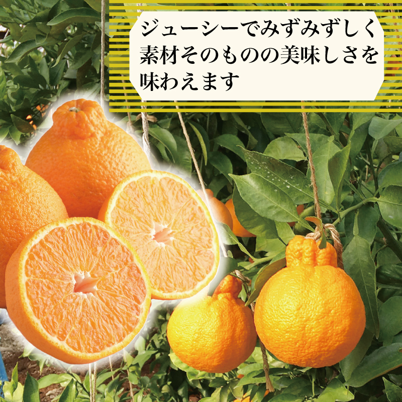 訳あり 果物 しらぬい 5kg L ～ 2L 混合 サイズ不揃い 先行予約 令和 7年産 1箱 不知火 柑橘 阿波市産