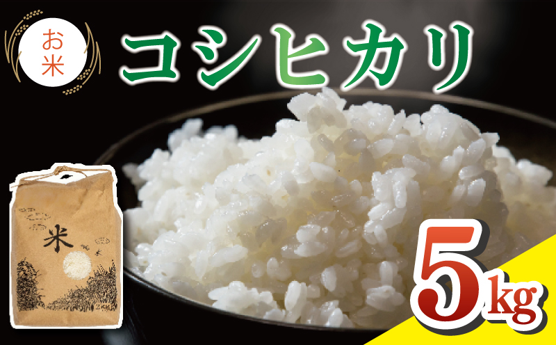 米 5kg 令和6年度産 コシヒカリ こしひかり 精米済み 無洗米 ご飯 ごはん 白米 玄米 米5kg 5キロ こめ お米 おにぎり 産地直送 阿波市 徳島県 福井園芸