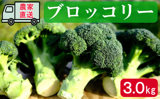 産地直送 鮮度抜群 ブロッコリー 約3.0kg 徳島県 阿波市 野菜