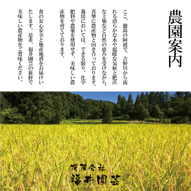 米 5kg 令和6年度産 コシヒカリ こしひかり 精米済み 無洗米 ご飯 ごはん 白米 玄米 米5kg 5キロ こめ お米 おにぎり 産地直送 阿波市 徳島県 福井園芸