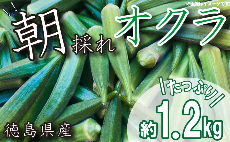 【 先行予約 】朝採れ オクラ 約1.2kg 夏野菜 野菜 阿波市産 徳島県