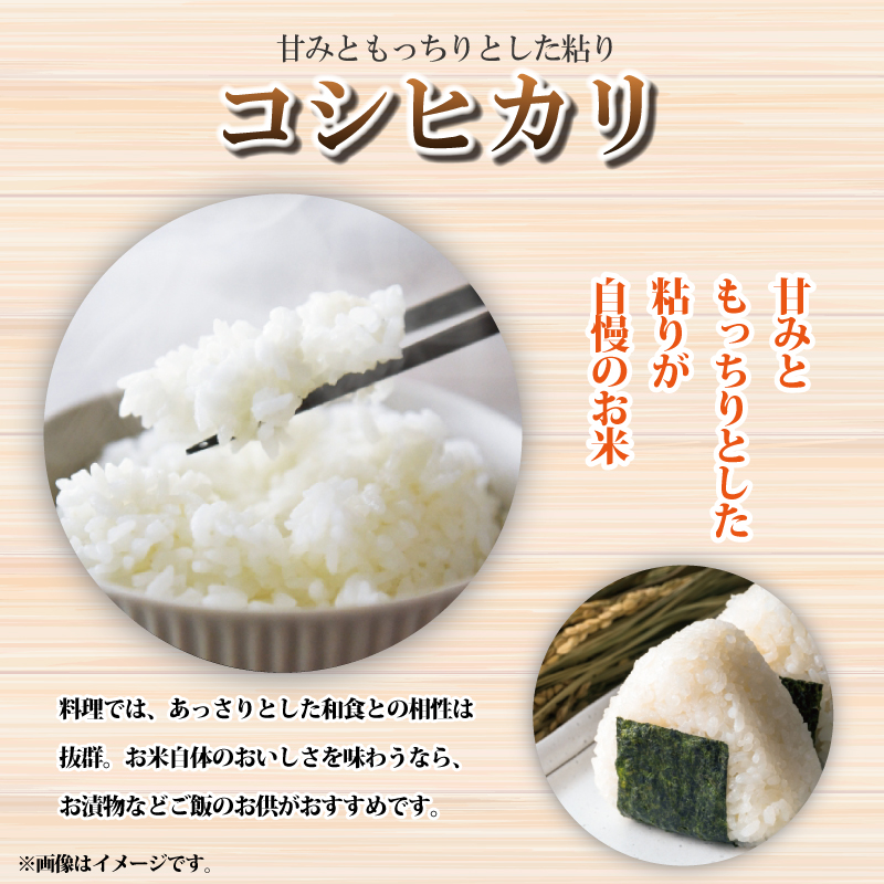 米 5kg 令和6年度産 コシヒカリ こしひかり 精米済み 無洗米 ご飯 ごはん 白米 玄米 米5kg 5キロ こめ お米 おにぎり 産地直送 阿波市 徳島県 福井園芸