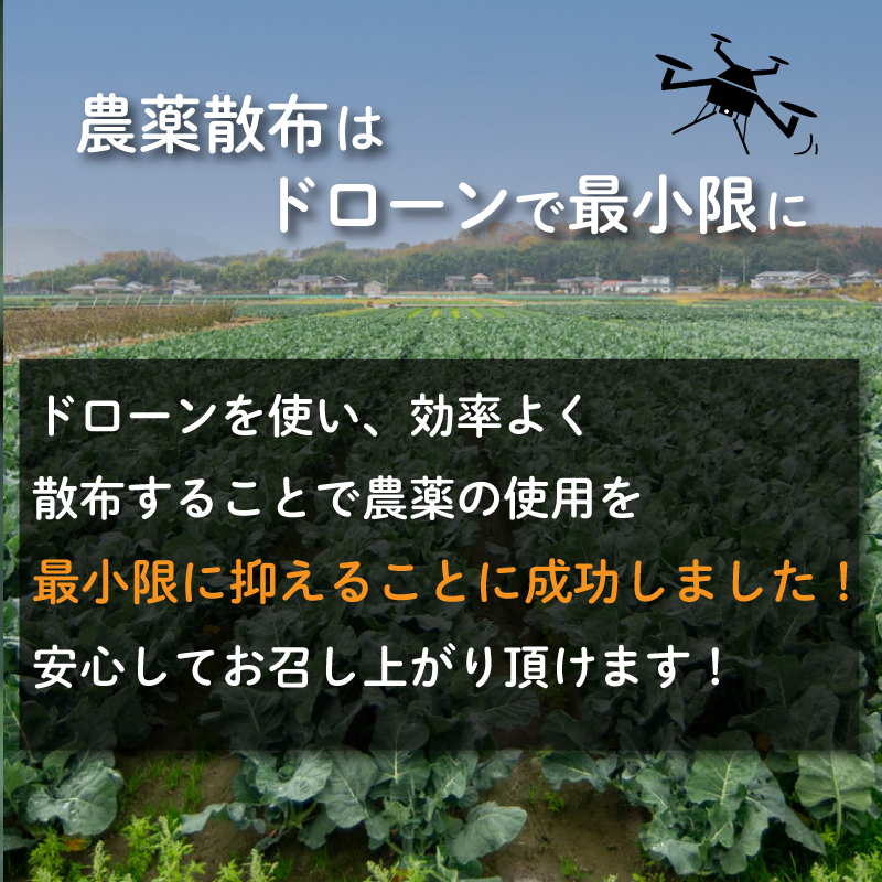 【 早期予約 】朝採れ 産地直送 鮮度抜群 ブロッコリー 大容量 8本 減農薬 徳島県 阿波市 野菜