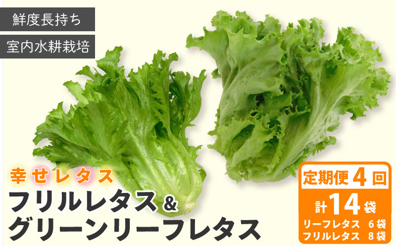 定期便 4回 野菜 詰め合わせ セット レタス 計14個 サラダ グリーンリーフレタス 6個 フリルレタス 8個 水耕栽培 幸せレタス