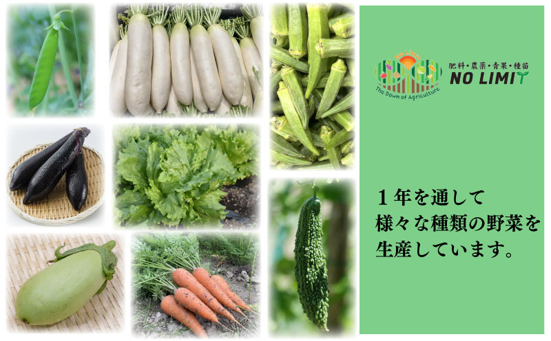 数量限定 】 玉ねぎの苗 100本セット 玉葱 たまねぎ 苗 野菜 家庭菜園