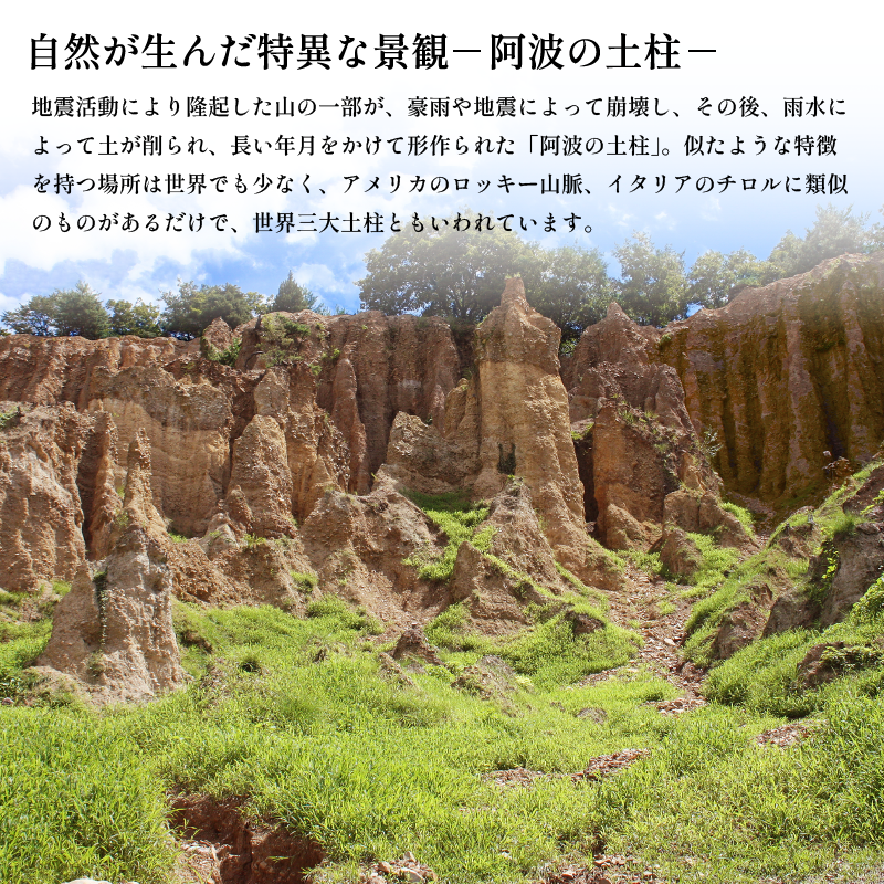 和菓子 カステラ とら巻き 10本 白あん 保存料不使用 ギフト 贈答品 菓匠村上 徳島県 阿波市
