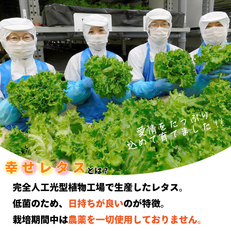 野菜 詰め合わせ セット レタス 計14個 サラダ グリーンリーフレタス 6個 フリルレタス 8個 水耕栽培 幸せレタス 大容量