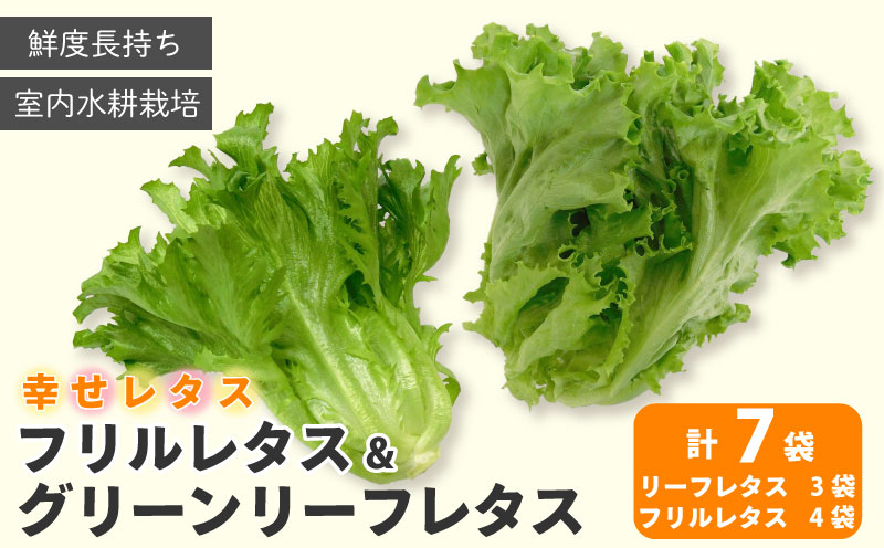 野菜 詰め合わせ セット レタス 計7個 サラダ グリーンリーフレタス 3個 フリルレタス 4個 水耕栽培 幸せレタス