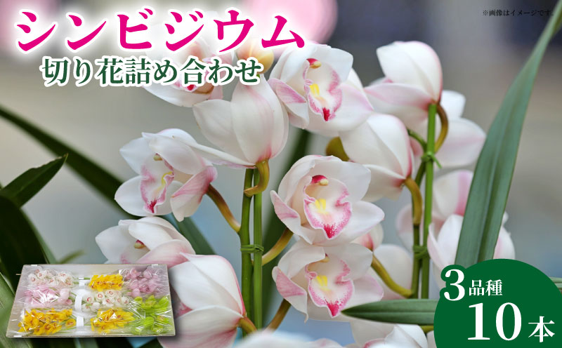 洋ラン 生花 花 シンビジウム 切り花 詰め合わせ 蘭 洋蘭 季節 限定 徳島県 阿波市