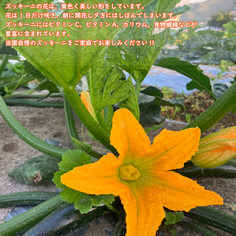 野菜 夏野菜 ズッキーニ  約 2kg 朝どれ 産地直送 徳島県 阿波市