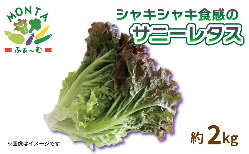 野菜 サニーレタス 約 2kg 朝どれ 産地直送 徳島県 阿波市