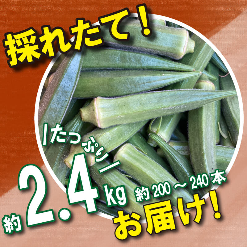 【 先行予約 】朝採れ オクラ 約2.4kg 夏野菜 野菜 阿波市産 徳島県