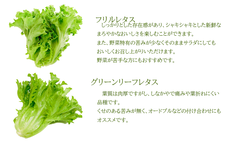 野菜 詰め合わせ セット レタス 計14個 サラダ グリーンリーフレタス 6個 フリルレタス 8個 水耕栽培 幸せレタス 大容量