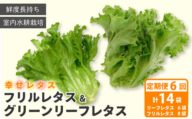 定期便 6回 野菜 詰め合わせ セット レタス 計14個 サラダ グリーンリーフレタス 6個 フリルレタス 8個 水耕栽培 幸せレタス