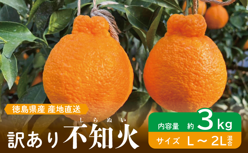 訳あり 果物 しらぬい 3kg L ～ 2L 混合 サイズ不揃い 先行予約 令和 7年産 1箱 不知火 柑橘 阿波市産