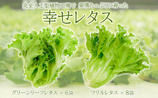 野菜 詰め合わせ セット レタス 計14個 サラダ グリーンリーフレタス 6個 フリルレタス 8個 水耕栽培 幸せレタス 大容量