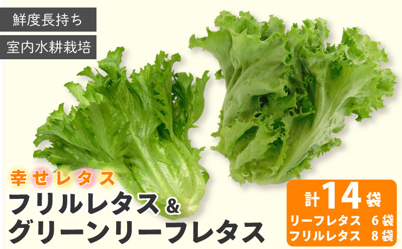 野菜 詰め合わせ セット レタス 計14個 サラダ グリーンリーフレタス 6個 フリルレタス 8個 水耕栽培 幸せレタス 大容量