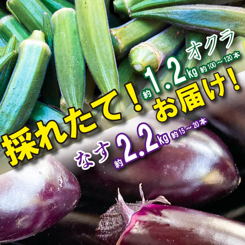 【 先行予約 】朝採れ なす 約2.2kg と オクラ 約1.2kg セット 千両なす オクラ 野菜 夏野菜 阿波市産 徳島県