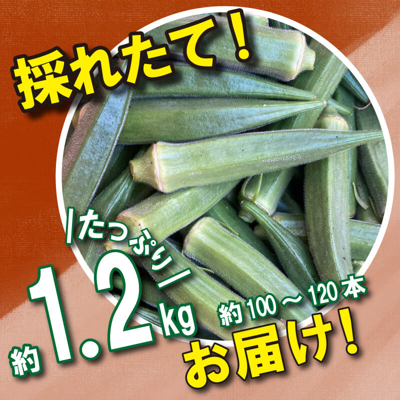 【 先行予約 】朝採れ オクラ 約1.2kg 夏野菜 野菜 阿波市産 徳島県