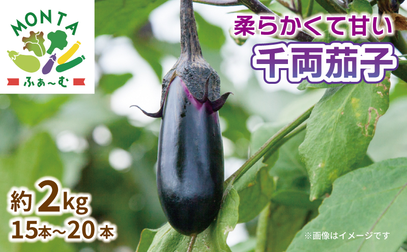 野菜 夏野菜 なすび  千両茄子 約 2kg 朝どれ 産地直送  徳島県 阿波市