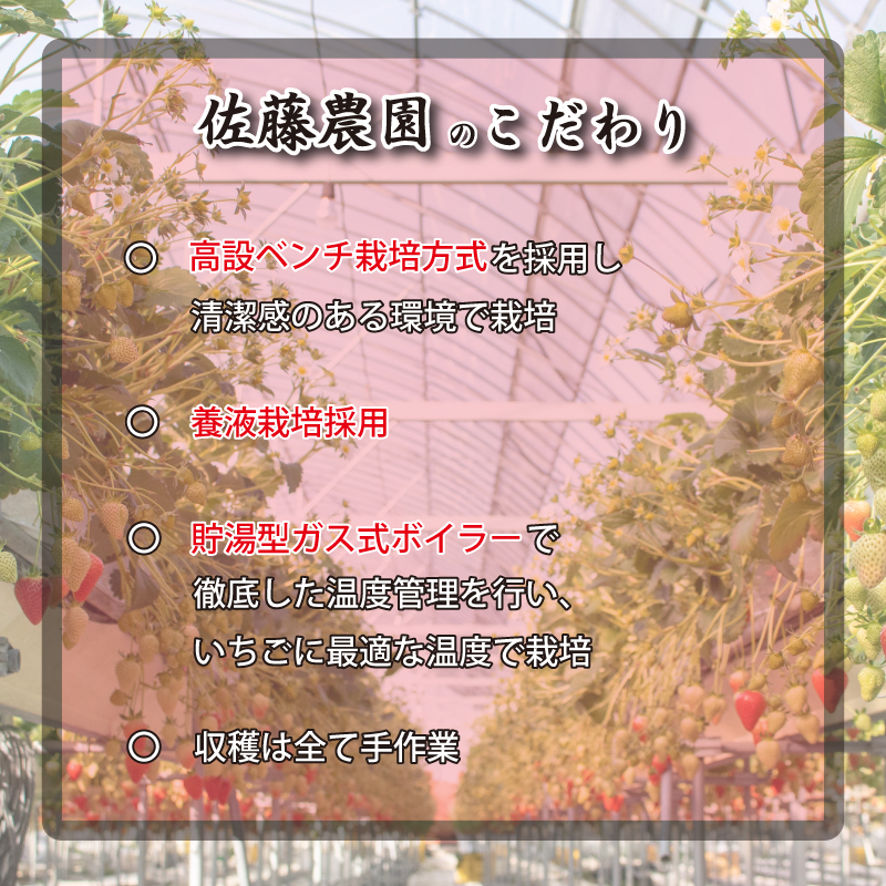 いちご 果物 フルーツ ゆめのか 化粧箱 贈答用 ストロベリー スイーツ 阿波市 徳島県