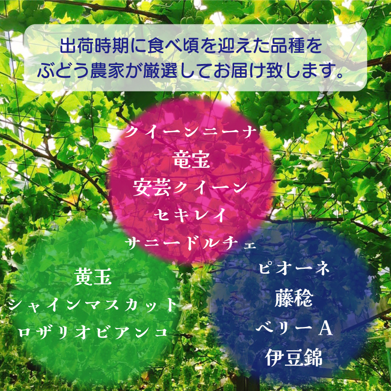 ぶどう 品種おまかせ 2房 約 1kg ＜出荷時期：2026年8月中旬～9月中旬頃＞ ピオーネ 藤稔 シャインマスカット 巨峰 フルーツ 果物 葡萄 詰め合わせ 徳島県 阿波市
