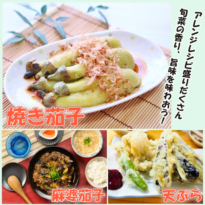 野菜 なすび 水茄子 千両茄子 ズッキーニ 約 6kg  夏野菜 ３種類 詰め合わせ セット 朝どれ 産地直送